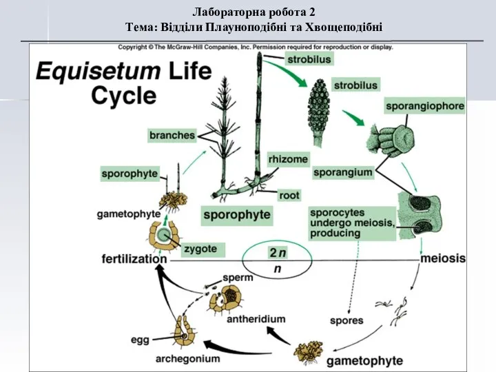 Лабораторна робота 2 Тема: Відділи Плауноподібні та Хвощеподібні