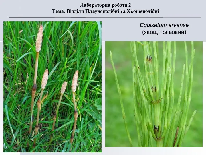 Equisetum arvense (хвощ польовий) Лабораторна робота 2 Тема: Відділи Плауноподібні та Хвощеподібні