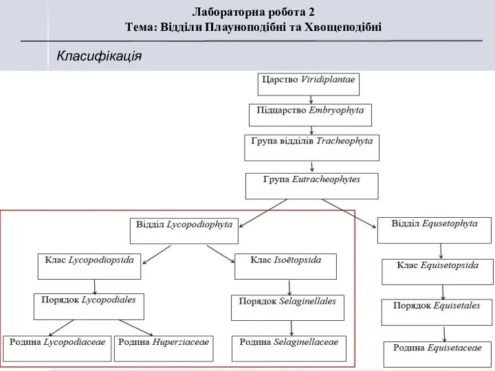 Класифікація Лабораторна робота 2 Тема: Відділи Плауноподібні та Хвощеподібні