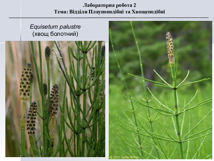 Equisetum palustre (хвощ болотний) Лабораторна робота 2 Тема: Відділи Плауноподібні та Хвощеподібні