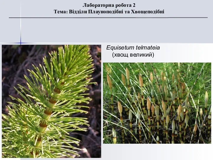 Equisetum telmateia (хвощ великий) Лабораторна робота 2 Тема: Відділи Плауноподібні та Хвощеподібні