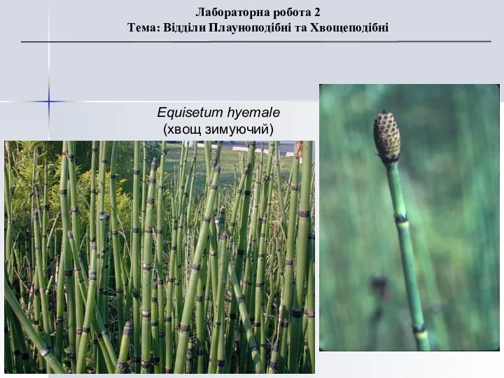 Equisetum hyemale (хвощ зимуючий) Лабораторна робота 2 Тема: Відділи Плауноподібні та Хвощеподібні