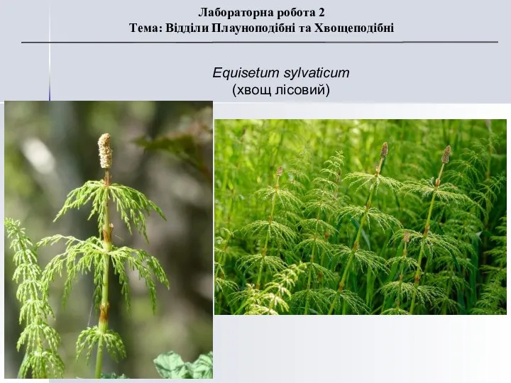 Equisetum sylvaticum (хвощ лісовий) Лабораторна робота 2 Тема: Відділи Плауноподібні та Хвощеподібні