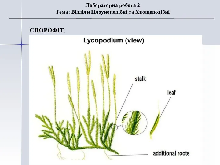 СПОРОФІТ: Лабораторна робота 2 Тема: Відділи Плауноподібні та Хвощеподібні