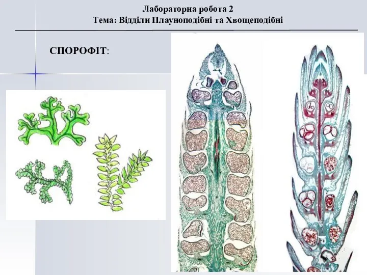 СПОРОФІТ: Лабораторна робота 2 Тема: Відділи Плауноподібні та Хвощеподібні