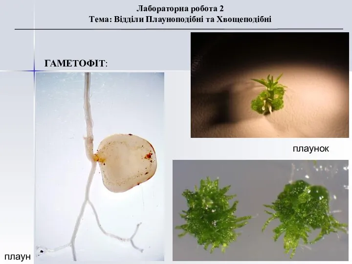 ГАМЕТОФІТ: Лабораторна робота 2 Тема: Відділи Плауноподібні та Хвощеподібні плаунок плаун