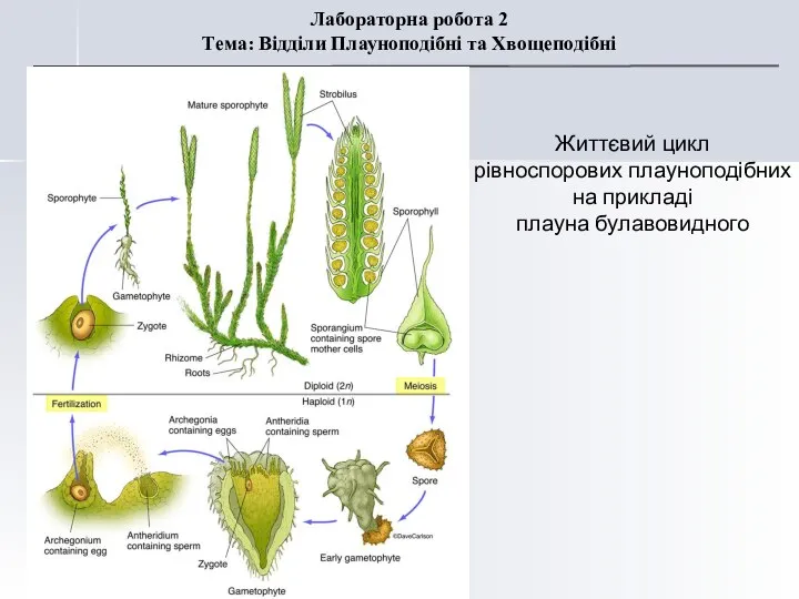 Лабораторна робота 2 Тема: Відділи Плауноподібні та Хвощеподібні Життєвий цикл рівноспорових плауноподібних на прикладі плауна булавовидного