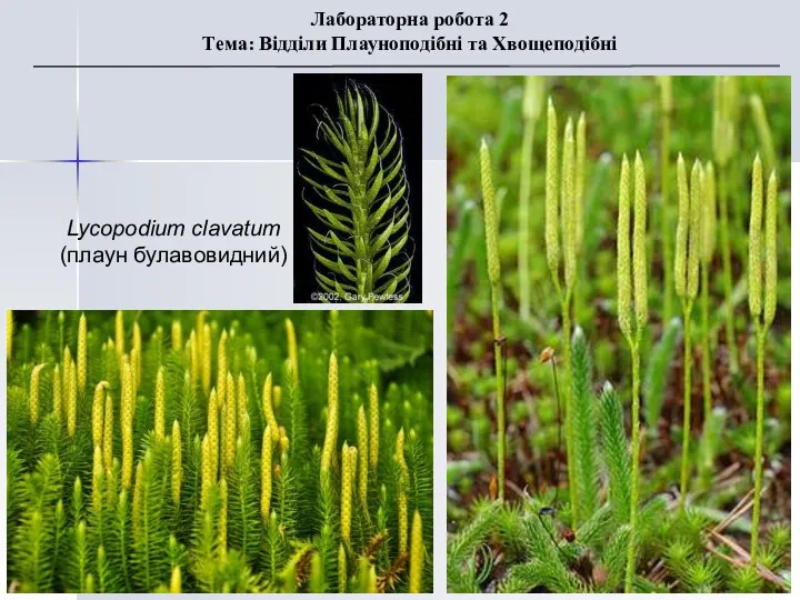 Lycopodium clavatum (плаун булавовидний) Лабораторна робота 2 Тема: Відділи Плауноподібні та Хвощеподібні