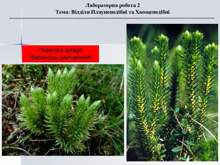 Huperzia selago (баранець звичайний) Лабораторна робота 2 Тема: Відділи Плауноподібні та Хвощеподібні