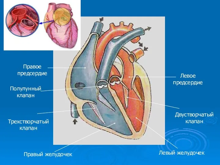 Левый желудочек Двустворчатый клапан Трехстворчатый клапан Правый желудочек Полулунный клапан Правое предсердие Левое предсердие