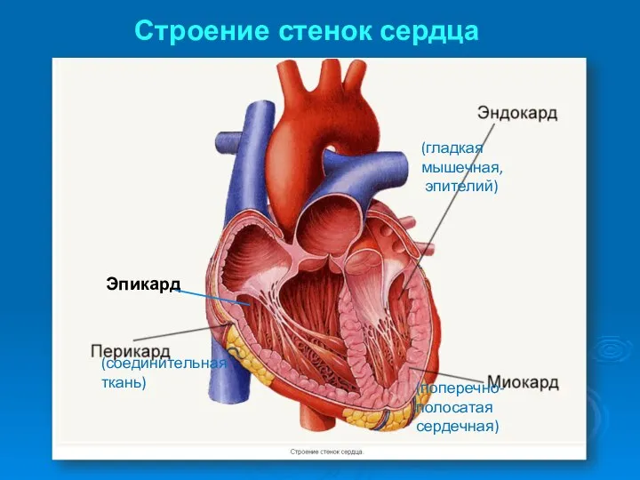 Строение стенок сердца (соединительная ткань) (поперечно-полосатая сердечная) (гладкая мышечная, эпителий) Эпикард