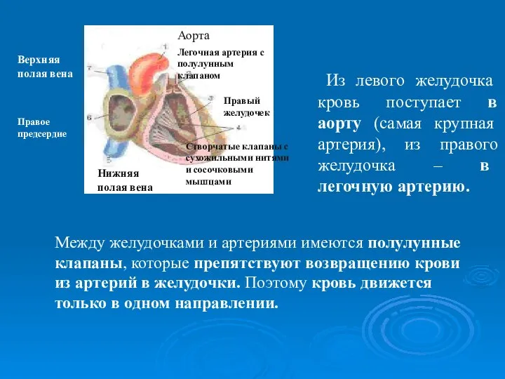 Из левого желудочка кровь поступает в аорту (самая крупная артерия), из правого