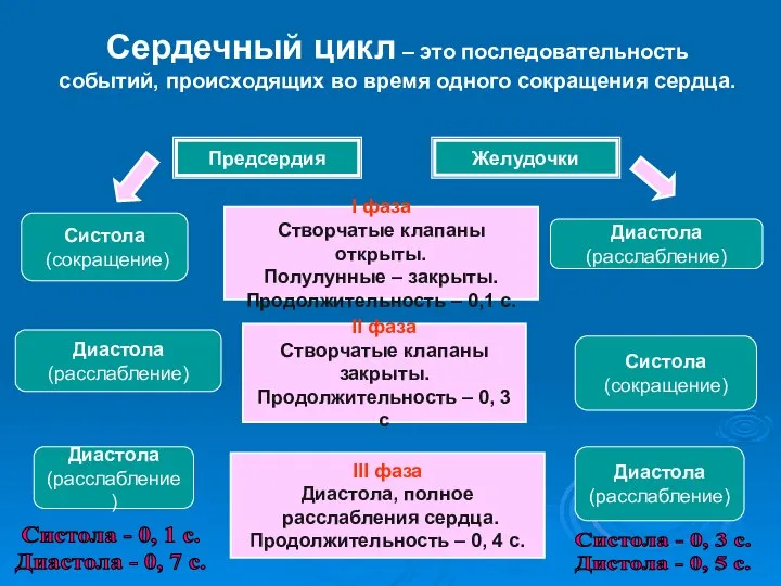 Сердечный цикл – это последовательность событий, происходящих во время одного сокращения сердца.