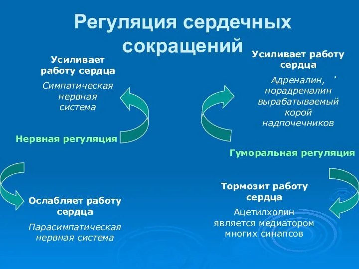 Регуляция сердечных сокращений . Нервная регуляция Усиливает работу сердца Симпатическая нервная система