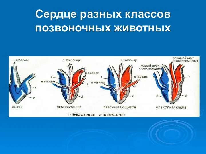 Сердце разных классов позвоночных животных