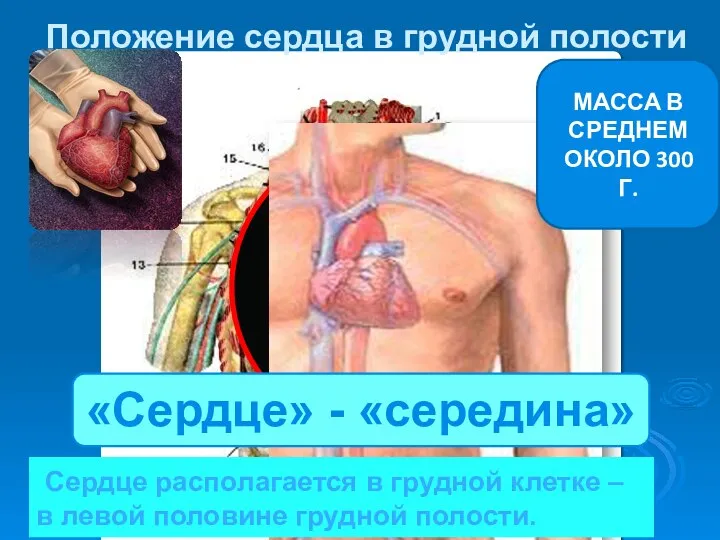 «Сердце» - «середина» МАССА В СРЕДНЕМ ОКОЛО 300 Г. Положение сердца в