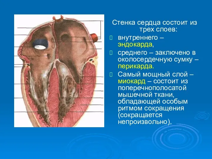 Стенка сердца состоит из трех слоев: внутреннего – эндокарда, среднего – заключено