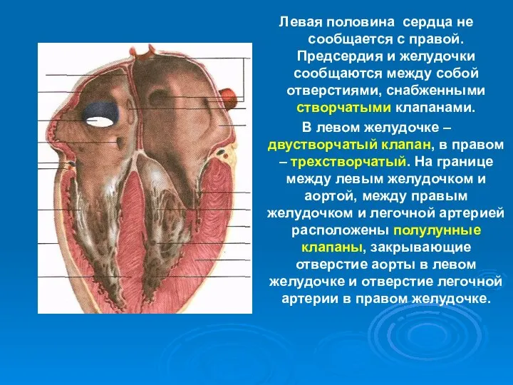 Левая половина сердца не сообщается с правой. Предсердия и желудочки сообщаются между