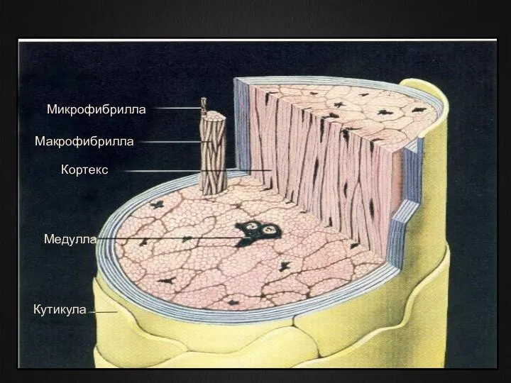 Микрофибрилла Макрофибрилла Кортекс Медулла Кутикула