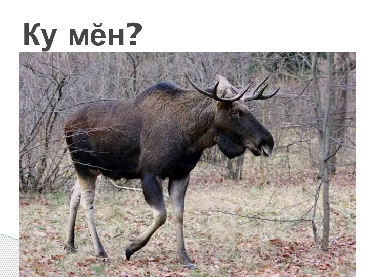 Ку мĕн?