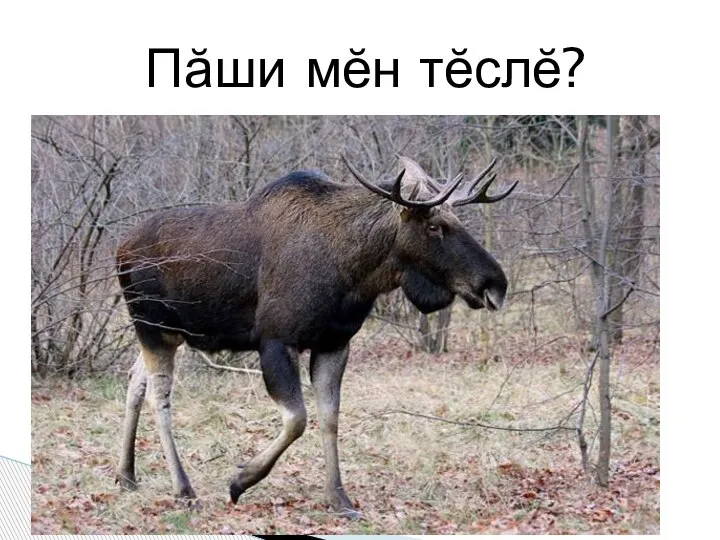 Пăши мĕн тĕслĕ?