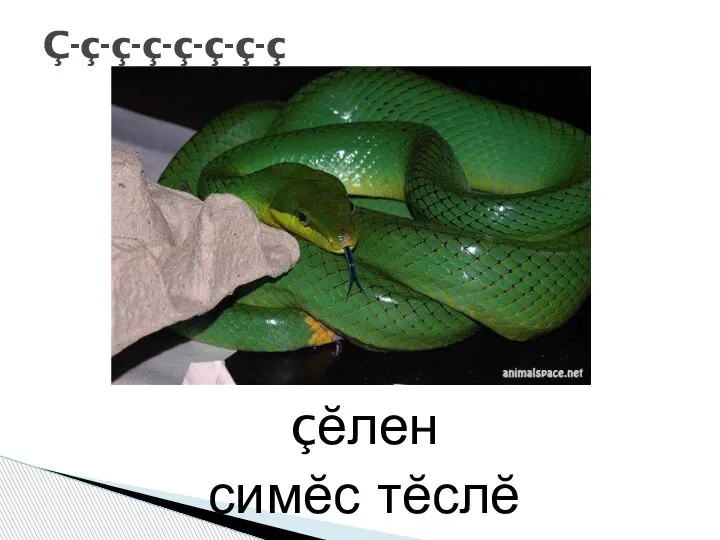 çĕлен симĕс тĕслĕ Ç-ç-ç-ç-ç-ç-ç-ç