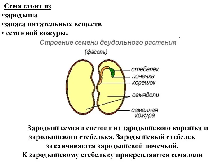 Семя стоит из зародыша запаса питательных веществ семенной кожуры. Зародыш семени состоит