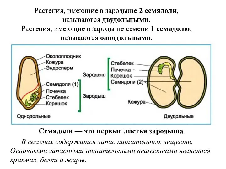 Растения, имеющие в зародыше 2 семядоли, называются двудольными. Растения, имеющие в зародыше