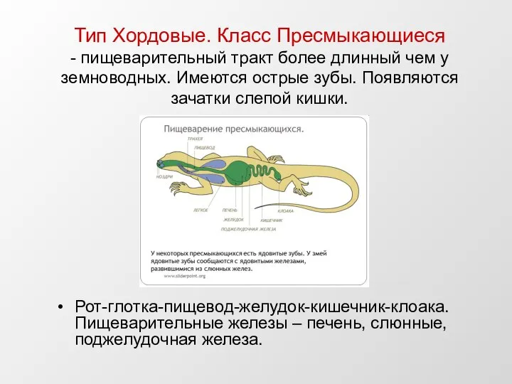 Тип Хордовые. Класс Пресмыкающиеся - пищеварительный тракт более длинный чем у земноводных.