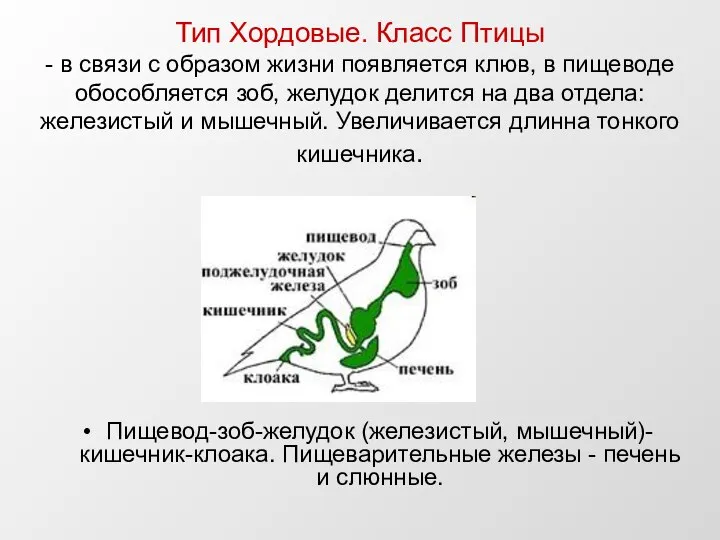 Тип Хордовые. Класс Птицы - в связи с образом жизни появляется клюв,