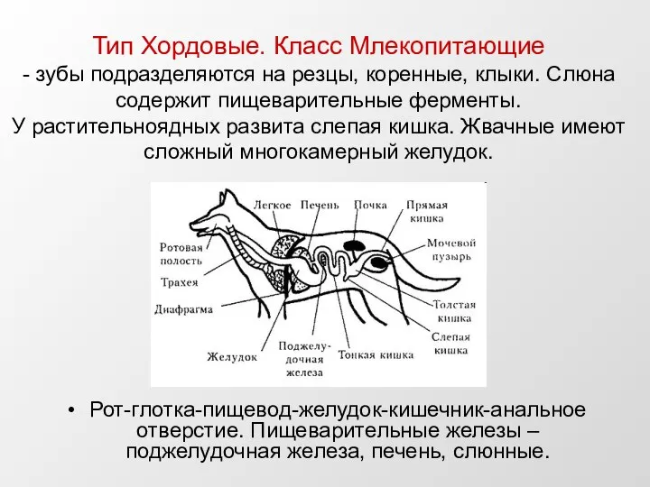 Тип Хордовые. Класс Млекопитающие - зубы подразделяются на резцы, коренные, клыки. Слюна