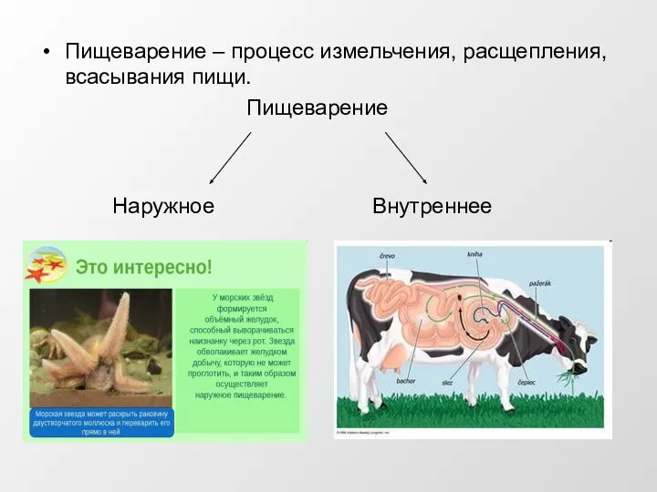 Пищеварение – процесс измельчения, расщепления, всасывания пищи. Пищеварение Наружное Внутреннее