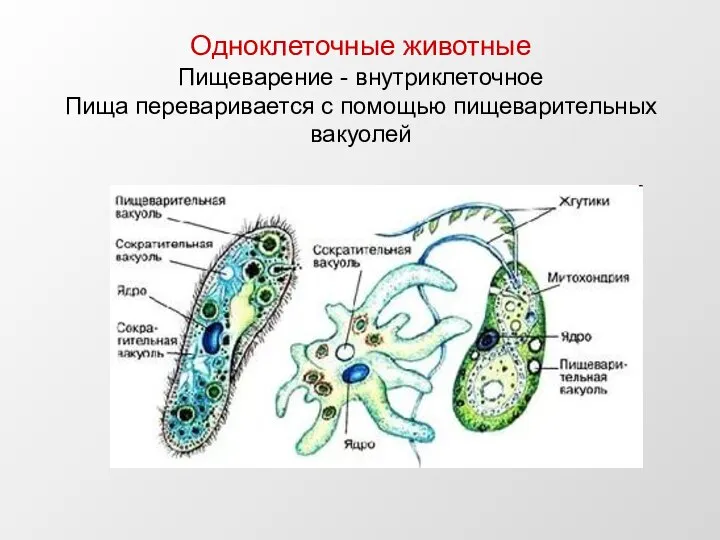 Одноклеточные животные Пищеварение - внутриклеточное Пища переваривается с помощью пищеварительных вакуолей