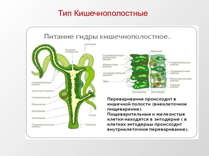 Тип Кишечнополостные