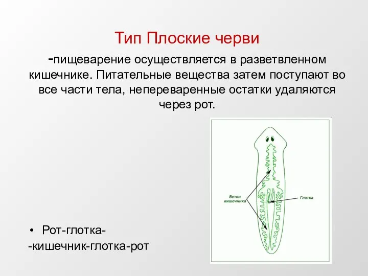 Тип Плоские черви -пищеварение осуществляется в разветвленном кишечнике. Питательные вещества затем поступают