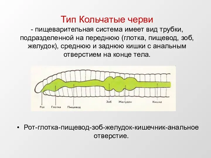 Тип Кольчатые черви - пищеварительная система имеет вид трубки, подразделенной на переднюю