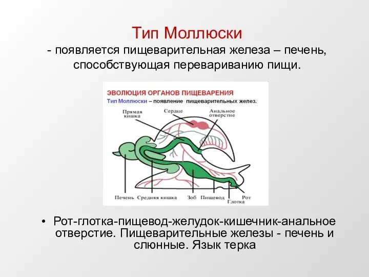 Тип Моллюски - появляется пищеварительная железа – печень, способствующая перевариванию пищи. Рот-глотка-пищевод-желудок-кишечник-анальное