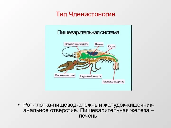 Тип Членистоногие Рот-глотка-пищевод-сложный желудок-кишечник-анальное отверстие. Пищеварительная железа – печень.