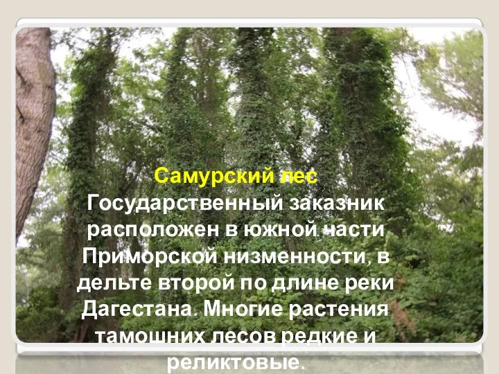 Самурский лес Государственный заказник расположен в южной части Приморской низменности, в дельте