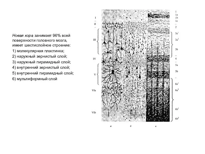 Новая кора занимает 96% всей поверхности головного мозга, имеет шестислойное строение: 1)