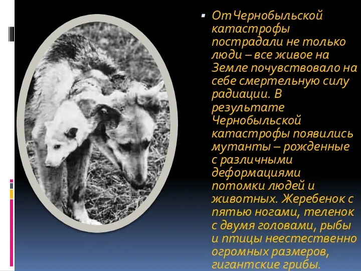 От Чернобыльской катастрофы пострадали не только люди – все живое на Земле