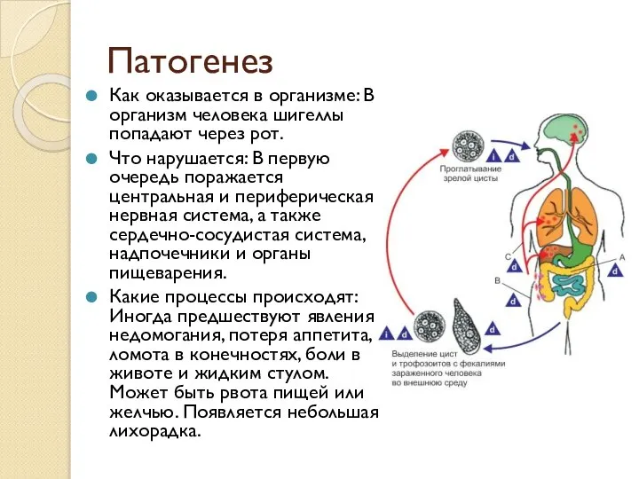 Патогенез Как оказывается в организме: В организм человека шигеллы попадают через рот.