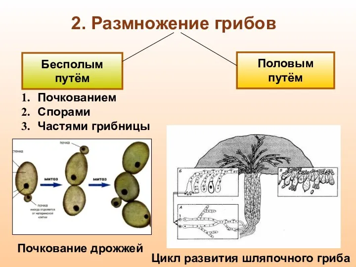 Бесполым путём Половым путём Почкованием Спорами Частями грибницы Почкование дрожжей Цикл развития