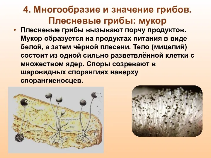 4. Многообразие и значение грибов. Плесневые грибы: мукор Плесневые грибы вызывают порчу