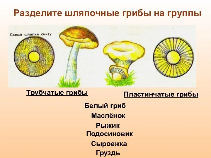 Пластинчатые грибы Трубчатые грибы Белый гриб Подосиновик Маслёнок Груздь Сыроежка Рыжик Разделите шляпочные грибы на группы