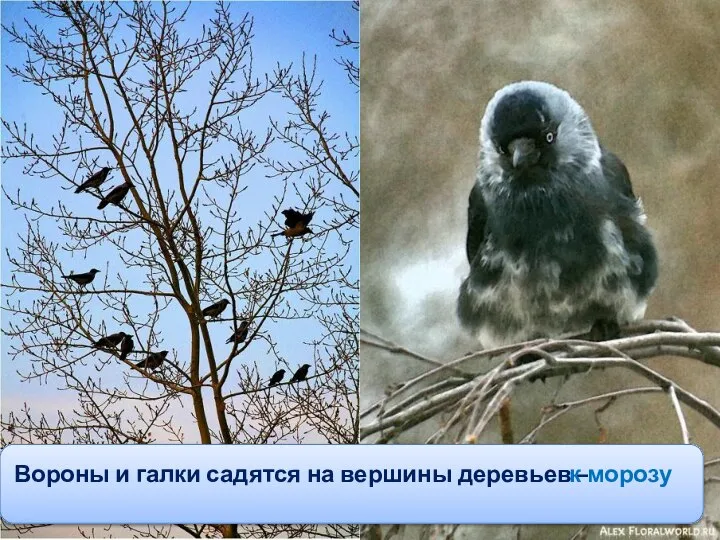 Вороны и галки садятся на вершины деревьев – к морозу