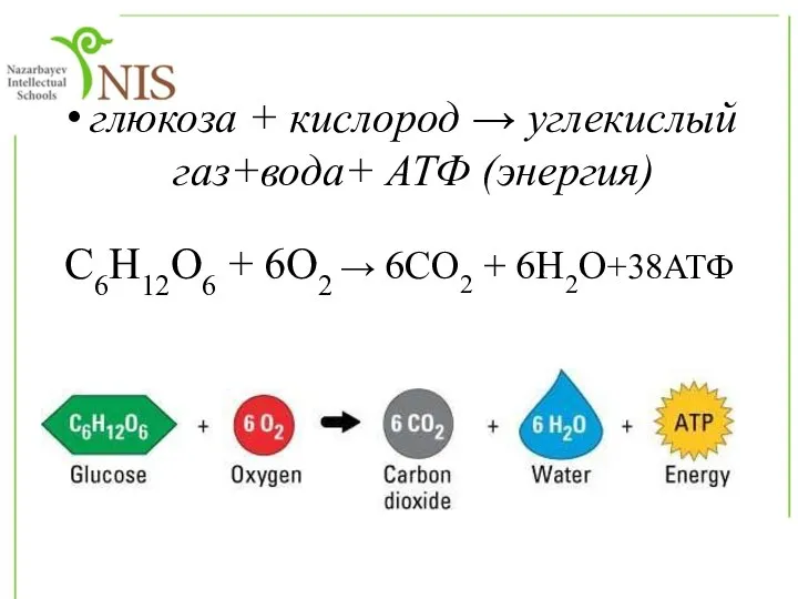 глюкоза + кислород → углекислый газ+вода+ АТФ (энергия) С6Н12О6 + 6О2 → 6СО2 + 6Н2О+38АТФ
