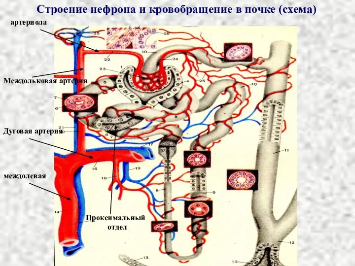 Строение нефрона и кровобращение в почке (схема) артериола Междольковая артерия Дуговая артерия междолевая Проксимальный отдел