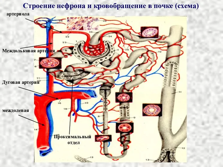 Строение нефрона и кровобращение в почке (схема) артериола Междольковая артерия Дуговая артерия междолевая Проксимальный отдел