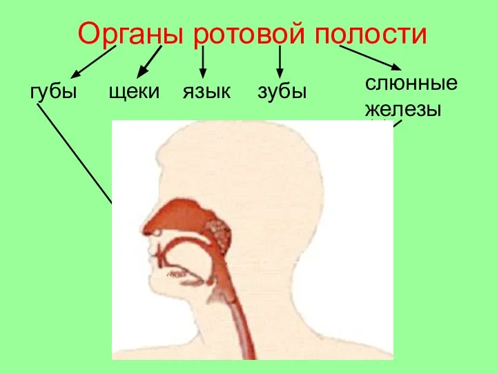 Органы ротовой полости губы щеки зубы слюнные железы язык